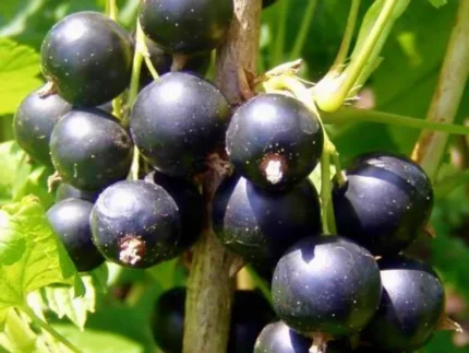 Juodieji serbentai – natūralūs, sunokę, rankomis rinkti iš Lietuvos ūkio