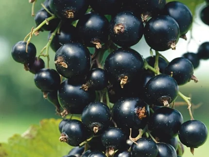 Juodieji serbentai – natūralūs, sunokę, rankomis rinkti iš Lietuvos ūkio