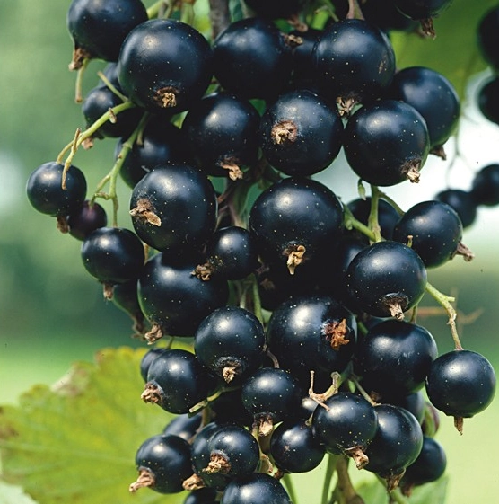 Juodasis serbentas -Tihope Juodieji serbentai – natūralūs, sunokę, rankomis rinkti iš Lietuvos ūkio