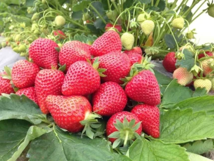 Braškės – natūralios, sunokusios, rankomis rinktos iš Lietuvos ūkio