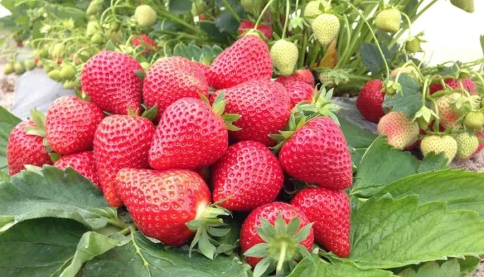 Braškės – natūralios, sunokusios, rankomis rinktos iš Lietuvos ūkio