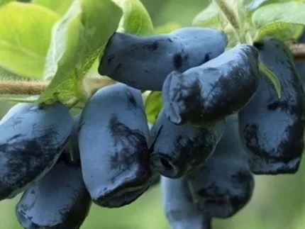 Sausmedžio uogos – natūralios, sunokusios, rankomis rinktos iš Lietuvos ūkio