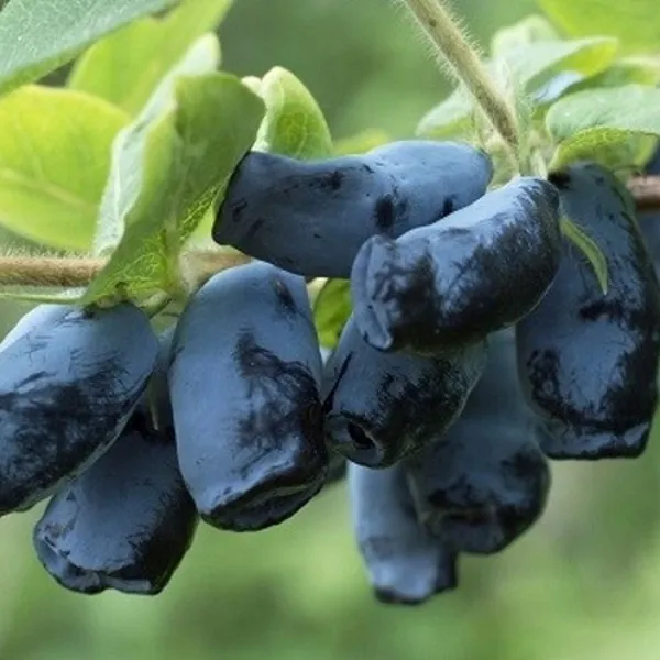 kamciatkinis-sausmedis-honey-bee- Sausmedžio uogos – natūralios, sunokusios, rankomis rinktos iš Lietuvos ūkio