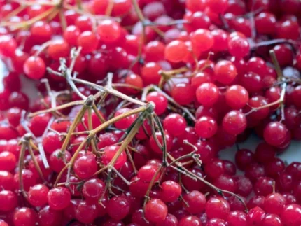 Putino uogos iš Lietuvos – natūralios, raudonos, rankomis rinktos, sveikatai naudingos