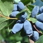 Sausmedžio uogos – natūralios, sunokusios, rankomis rinktos iš Lietuvos ūkio