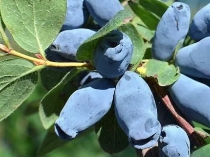 Sausmedžio uogos – natūralios, sunokusios, rankomis rinktos iš Lietuvos ūkio