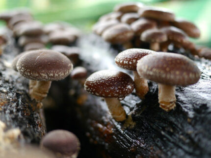 Švieži šitake grybai iš Lietuvos ūkio – natūralūs, be pesticidų