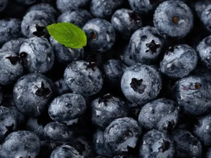 Šviežios šilauogės iš Lietuvos – natūralios, mėsingos, be chemikalų, skinamos rankomis